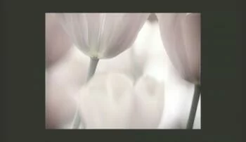 Fototapeta z Kwiatami Delikatne Białe Tulipany