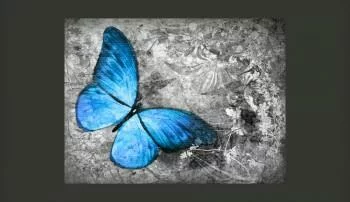 Fototapeta do Sypialni - Niebieski Motyl