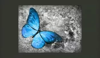 Fototapeta - Blue butterfly - obrazek 2