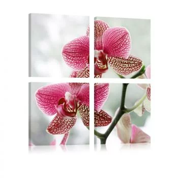 Obraz - Fantazyjna orchidea