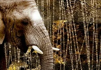 Obraz - Brązowe słonie - obrazek 3