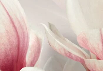 Obraz - Magnolia w rozkwicie