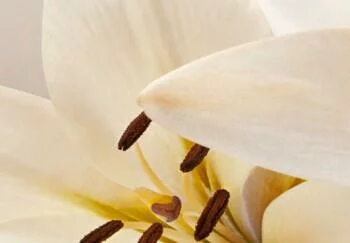 Obraz - Lśniąca lilia - obrazek 4