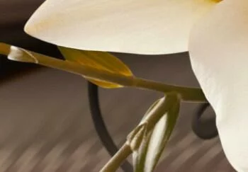 Obraz - Lśniąca lilia - obrazek 5