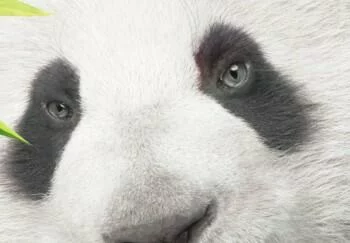 Obraz - Słodka mała panda - obrazek 4
