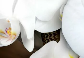 Obraz białe orchidee - obrazek 5