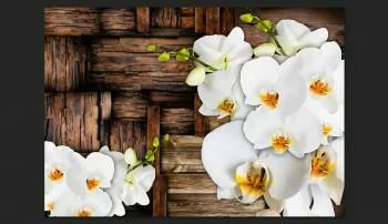 Fototapeta - Kwitnące orchidee