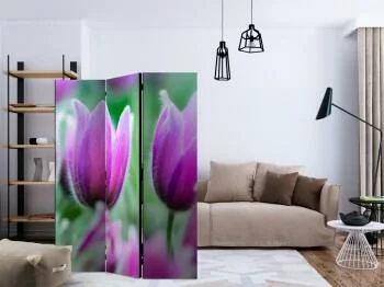 Parawan - Fioletowe wiosenne tulipany - obrazek 2