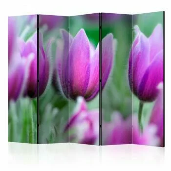 Parawan 5-częściowy - Fioletowe wiosenne tulipany