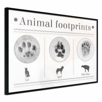 Plakat - Jak rozpoznać zwierzę