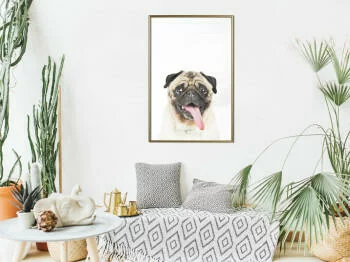Plakat - Śmieszny mops - obrazek 2