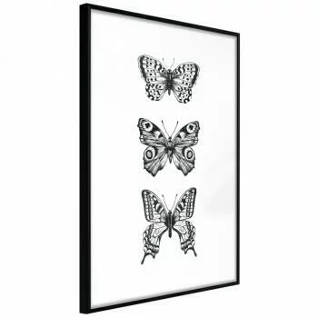 Plakat - Kolekcja motyli II