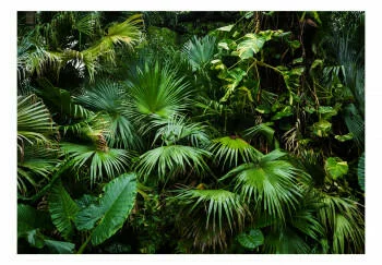 Fototapeta samoprzylepna - Słoneczna dżungla