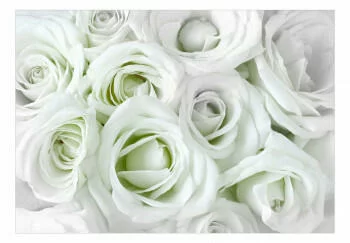 Fototapeta samoprzylepna - Atłasowa róża (zielony)