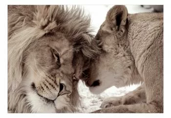 Fototapeta samoprzylepna - Lew i lwica