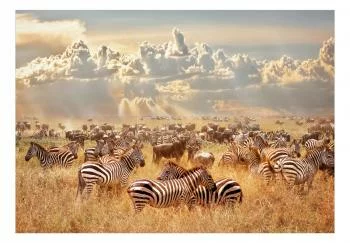 Fototapeta - Zebra w stadzie - obrazek 2