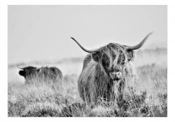 Fototapeta - Krowa rasy szkockiej wyżynnej - obrazek 2