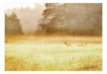 Fototapeta samoprzylepna - Poranna rosa - obrazek 2