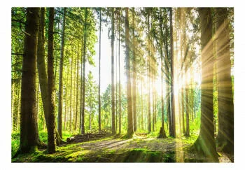 Fototapeta samoprzylepna - Leśne opowieści - obrazek 2