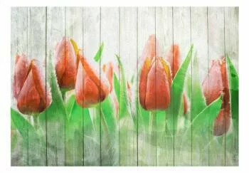 Fototapeta - Czerwone tulipany na drewnie