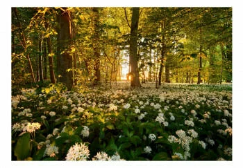 Fototapeta samoprzylepna - Leśna flora
