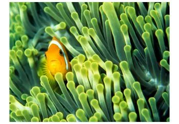 Fototapeta - Anemonefish - obrazek 2