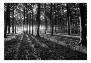 Fototapeta - The Light in the Forest - obrazek 2