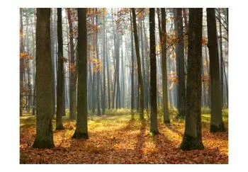 Fototapeta - Autumn trees - obrazek 2