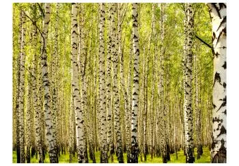 Fototapeta - Las brzozowy - obrazek 2
