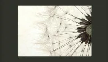 Fototapeta - Dandelion fuzz - obrazek 2