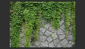 Fototapeta - Zielony mur