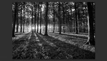 Fototapeta - The Light in the Forest - obrazek 2