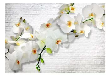 Fototapeta - Miejska orchidea - obrazek 2