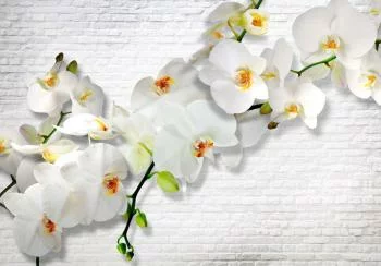 Fototapeta - Miejska orchidea - obrazek 6