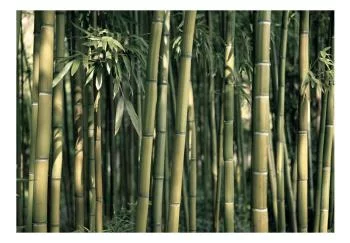 Fototapeta wodoodporna - Bambusowa egzotyka - obrazek 2