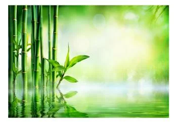 Fototapeta wodoodporna - Bambusowy gaj - obrazek 2