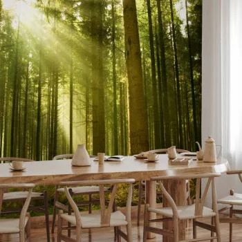 Fototapeta - Sosnowy las - gęste leśne poszycie w promieniach porannego słońca - obrazek 5