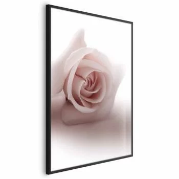 Plakat - Różany cień