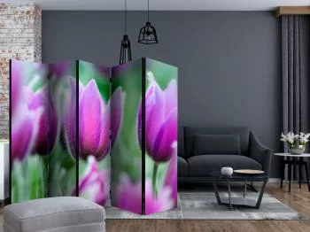 Parawan - Fioletowe wiosenne tulipany II - obrazek 2