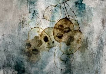 Fototapeta - Naturia i lunaria - obrazek 6
