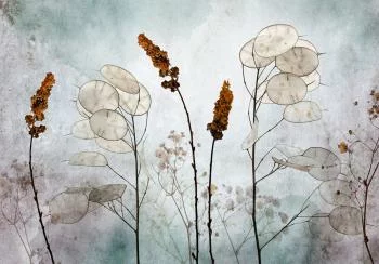 Fototapeta - Lunaria na łące - obrazek 6