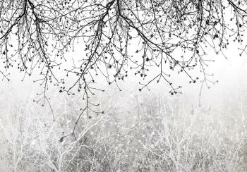 Fototapeta - Naturalna jasność - obrazek 6