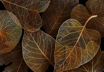 Fototapeta - Natura w moim domu - pierwszy wariant - obrazek 6