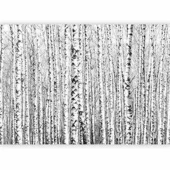 Fototapeta - Brzozowy las - obrazek 5