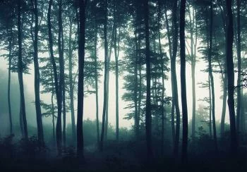 Fototapeta - Mroczny las - obrazek 6