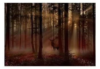 Fototapeta wodoodporna - Mistyczny las - pierwszy wariant - obrazek 2