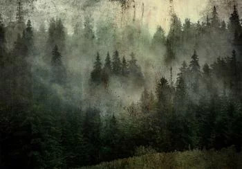 Fototapeta - Mgliste piękno lasu - obrazek 6
