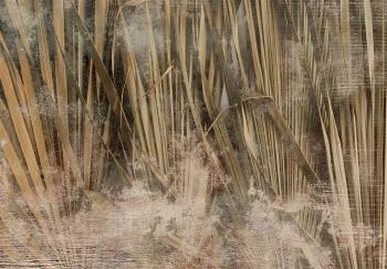 Fototapeta - Natura Boho - obrazek 6