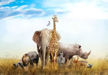 Fototapeta - Fauna Afryki - obrazek 6