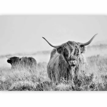 Fototapeta - Szkocka rasa wyżynna - obrazek 5